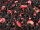 Cranberry