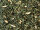 Sencha Orange