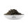 Oolong Osmanthus (China)